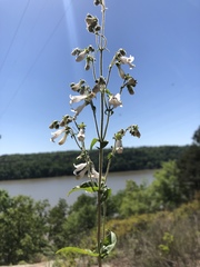 Penstemon arkansanus