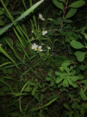 Viola arvensis