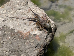 Panulirus inflatus