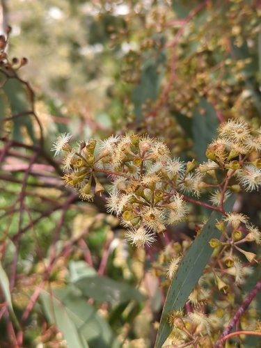 Image of Eucalyptus polyanthemos by (c) James C. Davis, some rights reserved (CC BY-SA)