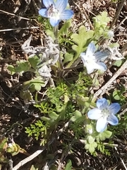 Nemophila menziesii