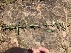 Penstemon arkansanus