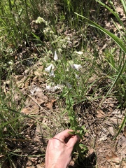 Penstemon arkansanus