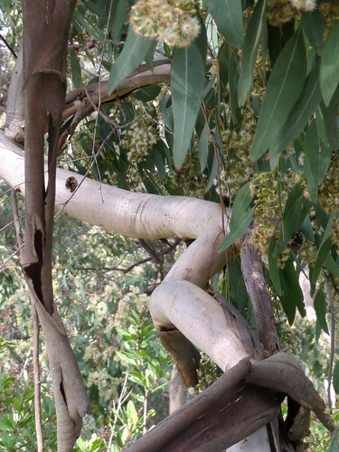 Image of Eucalyptus polyanthemos by (c) James C. Davis, some rights reserved (CC BY-SA)