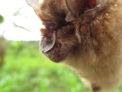 Rhinolophus clivosus