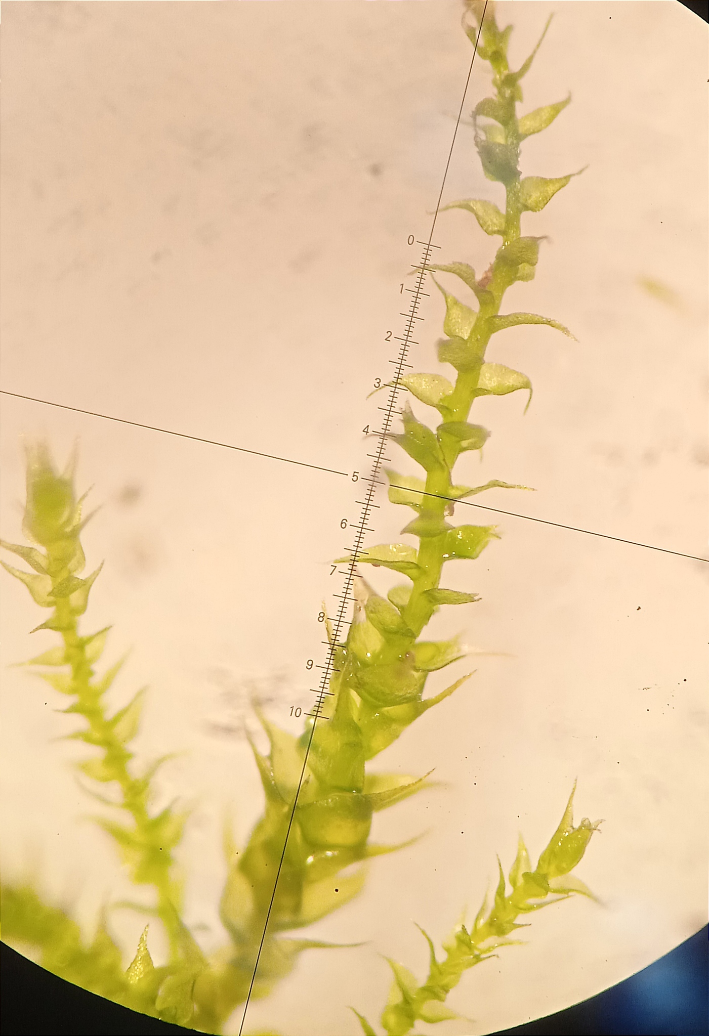 Campylophyllum sommerfeltii