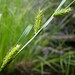 Western Inflated Sedge - Photo (c) Bruce Newhouse, some rights reserved (CC BY-NC-ND), uploaded by Bruce Newhouse