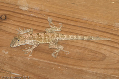 Anolis cristatellus cristatellus