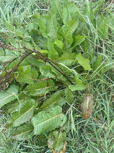 Rumex obtusifolius observed 2024-03-22