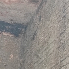Chaco Spiny Lizard