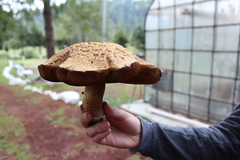 Boletaceae