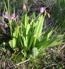 Primula jeffreyi