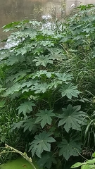 Ricinus communis