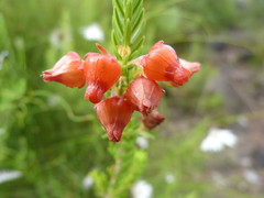 Erica ardens