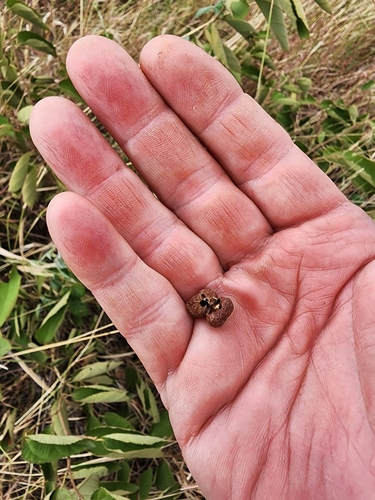 Image of Grewia latifolia by no rights reserved