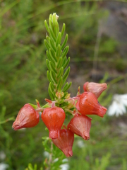 Erica ardens