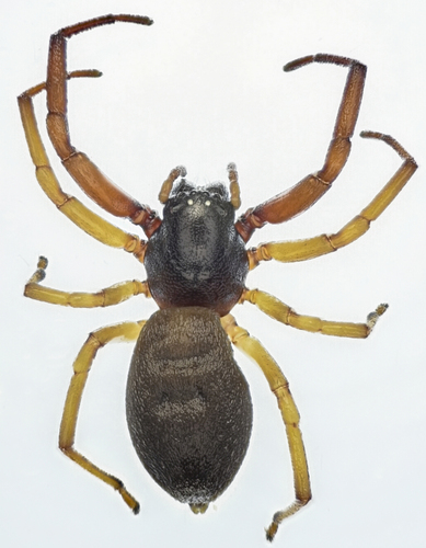 Bull-headed sac spider photo 3