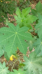 Ricinus communis