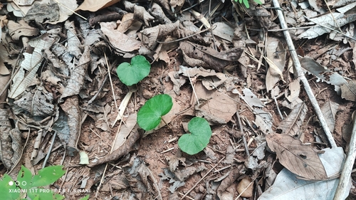 Dorstenia cayapia