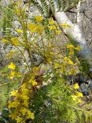 Conzattia multiflora