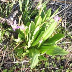 Primula jeffreyi