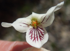 Viola macloskeyi