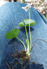 Viola macloskeyi