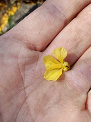 Conzattia multiflora