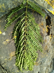 Conzattia multiflora