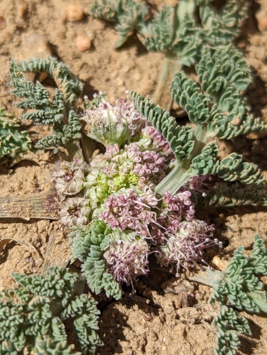 Image of Vesper montanus by (c) Eric Watts, some rights reserved (CC BY)
