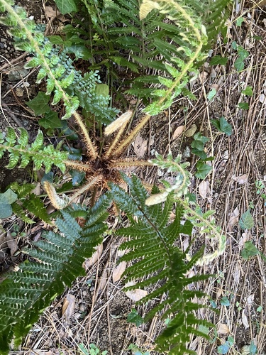Polystichum longifrons iNat (2)