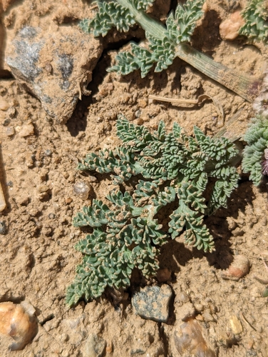 Image of Vesper montanus by (c) Eric Watts, some rights reserved (CC BY)