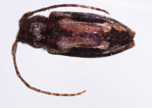 Pterolophia lateripicta observed 2024-03-21