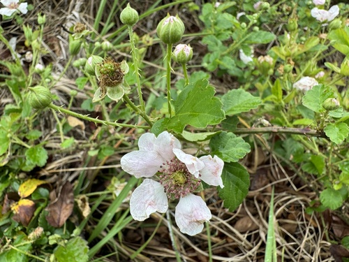 Rubus mirus