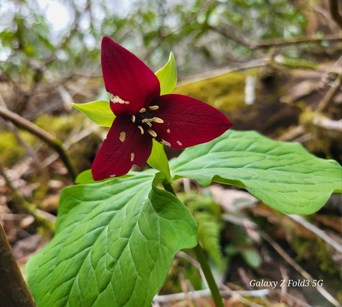 Foto de Trillium vermelho