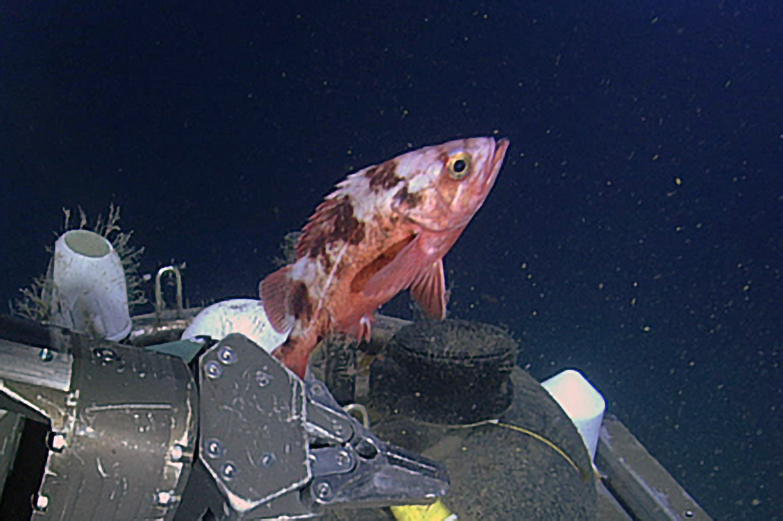 Blackblotched rockfish (Sebastes crameri) — Sebastidae