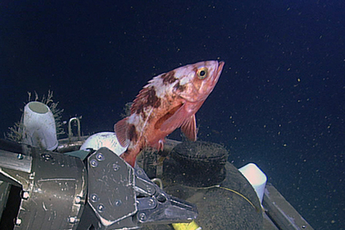 Blackblotched rockfish (Sebastes crameri) — Sebastidae