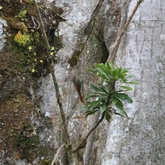 Sittasomus griseicapillus image