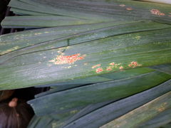 Puccinia allii