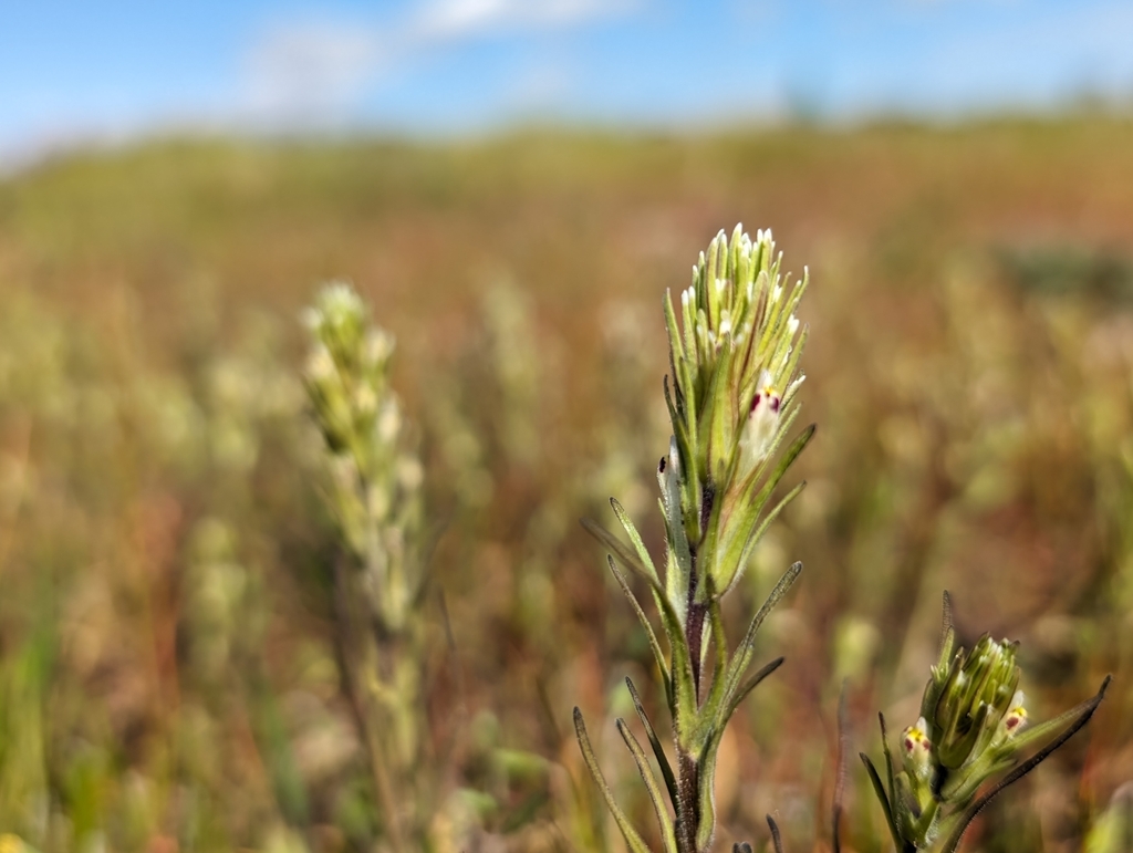 valley tassels in March 2024 by Kenichi Ueda · iNaturalist