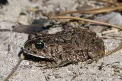Vandijkophrynus angusticeps