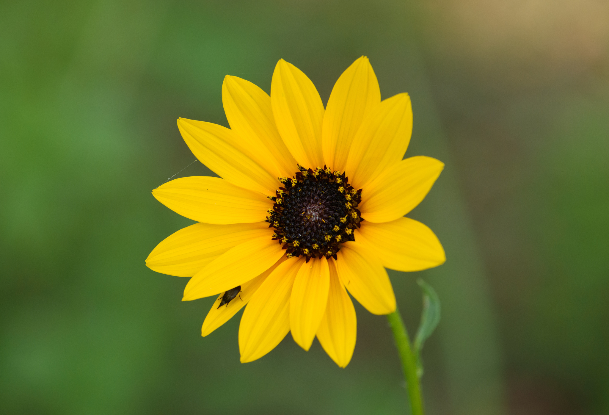 Helianthus praecox ssp. runyonii