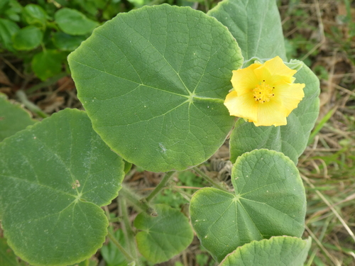 Abutilon grandifolium observed 2024-03-13