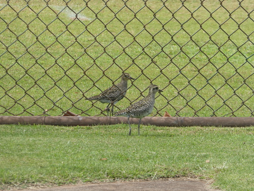 Pluvialis fulva observed 2024-03-13