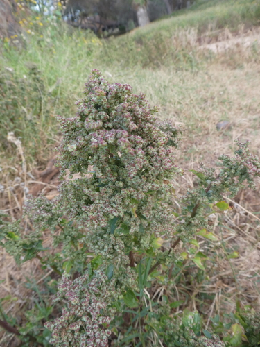 Chenopodiastrum murale observed 2024-03-13