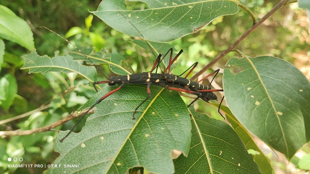 Urucumania borellii