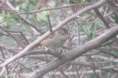 Phacellodomus sibilatrix