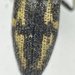 Acmaeodera natlovei - Photo (c) hembrylab,  זכויות יוצרים חלקיות (CC BY-NC)
