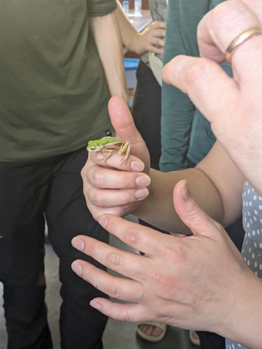 Jaguar Leaf Frog, Pithecopus palliatus