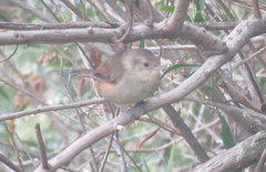 Phacellodomus sibilatrix